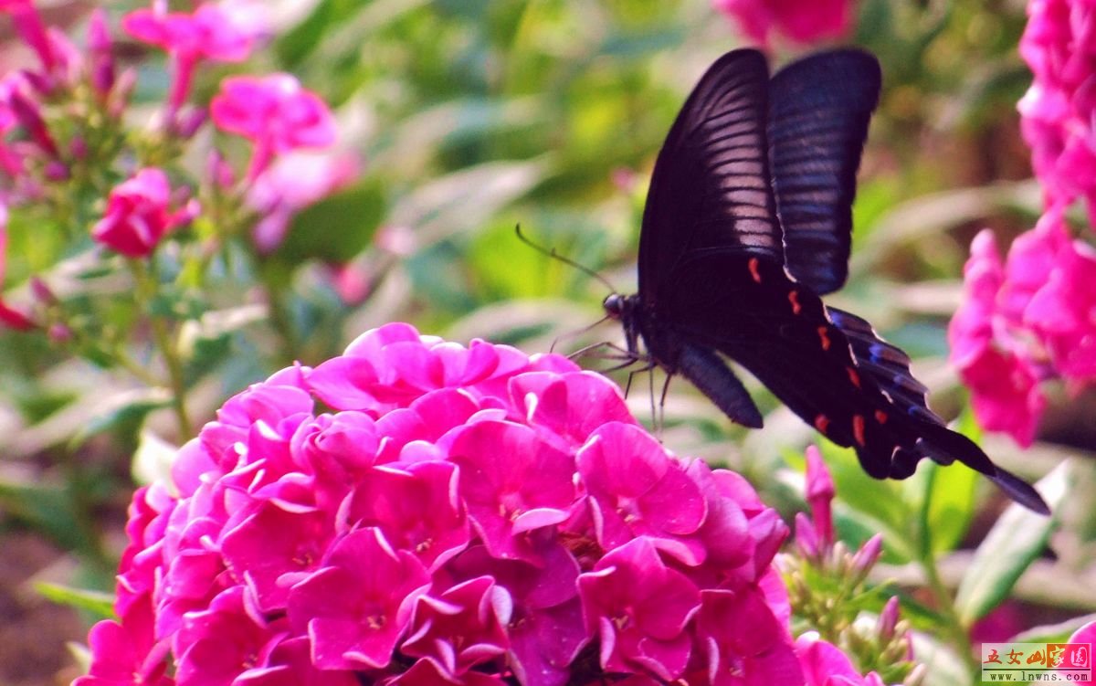 DSCF1318.jpg